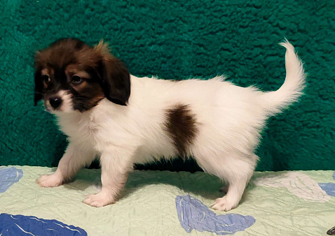 Мальчики Папийона