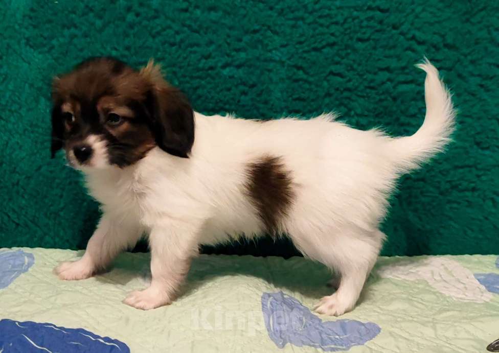 Собаки в Брянске: Мальчики Папийона Мальчик, 15 000 руб. - фото 1