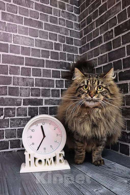 Кошки в Люберцах: Ищет дом Нюшенька Девочка, Бесплатно - фото 4