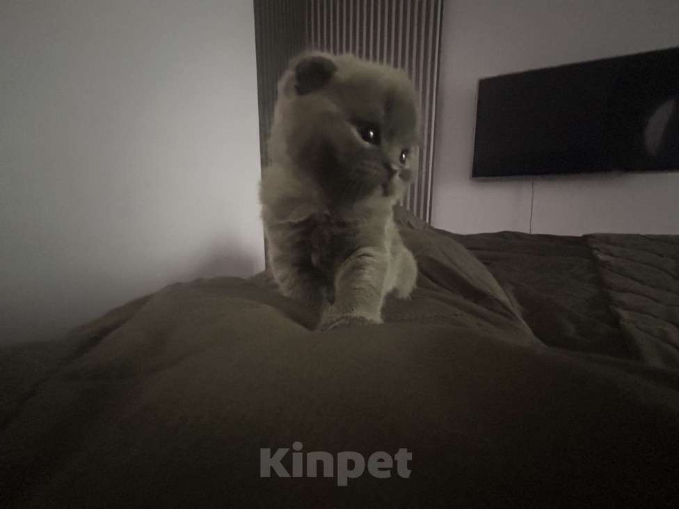 Кошки в Екатеринбурге: Котята Мальчик, 25 000 руб. - фото 4