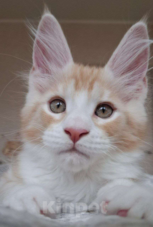 Кошки в Геленджике: Продаётся котёнок мейн-кун, мальчик, яркий рыжий окрас d 03 22, из питомника EdenLight (Геленджик) Мальчик, 50 000 руб. - фото 4