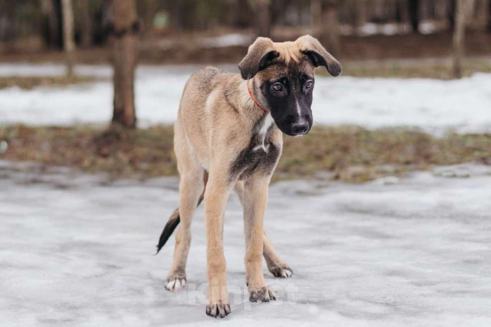 Собаки в Москве: Кэсси — невероятная малышка ищет дом Девочка, Бесплатно - фото 2