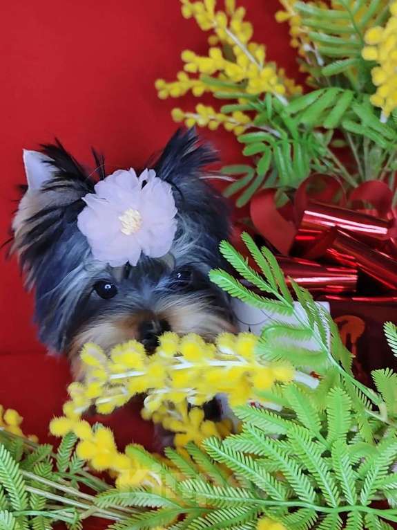 Собаки в Москве: Йоркширский терьер Девочка, 120 000 руб. - фото 3