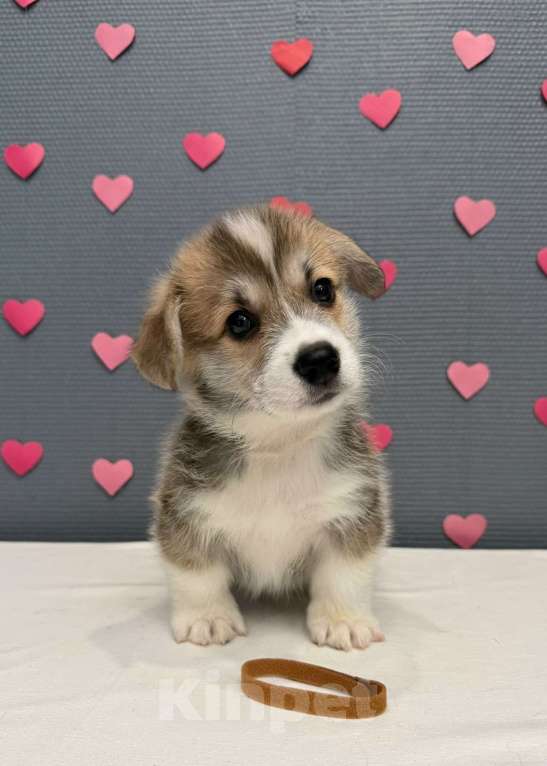 Собаки в Кургане: Щенок вельш корги пемброк, кобель Мальчик, 50 000 руб. - фото 2