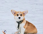 Собаки в Москве: Лисичка вельш-корги-пемброк  Девочка, 45 000 руб. - фото 3