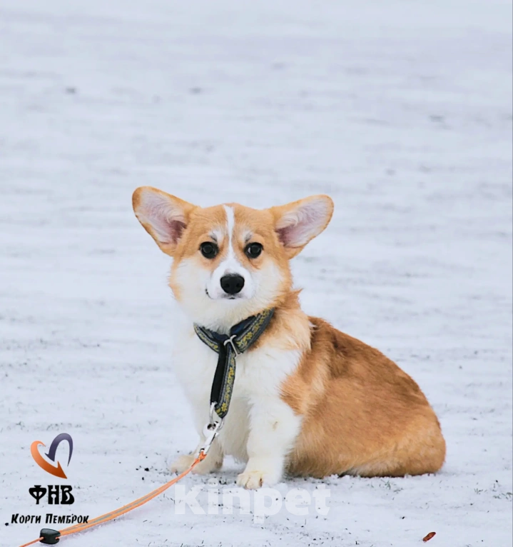 Собаки в Москве: Лисичка вельш-корги-пемброк  Девочка, 45 000 руб. - фото 3
