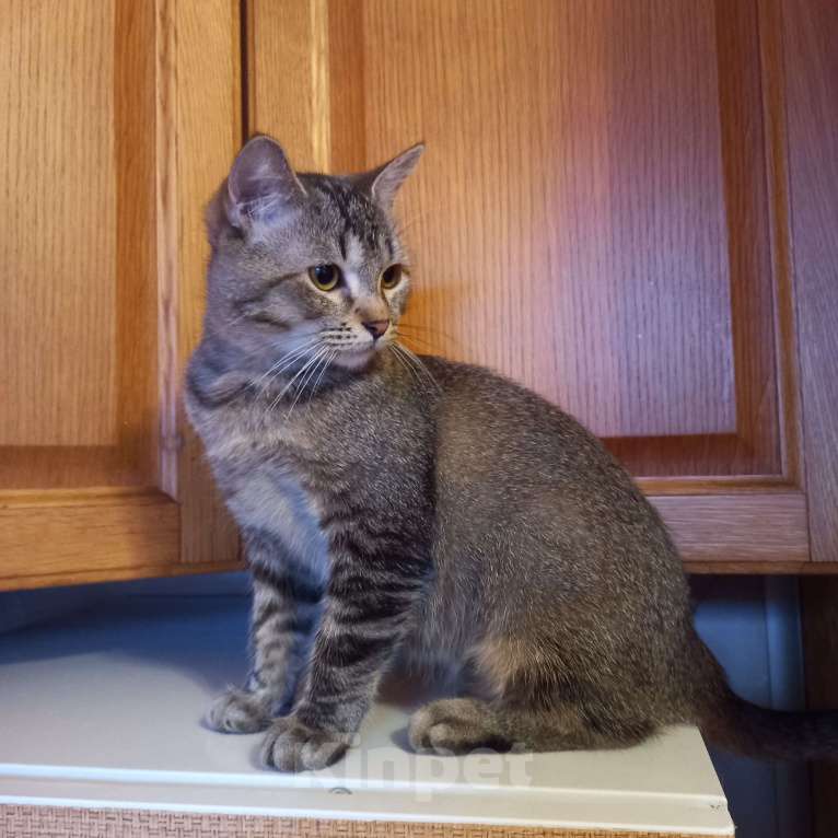 Кошки в Санкт-Петербурге: Бурмиллы, девочки.  Девочка, 5 000 руб. - фото 3