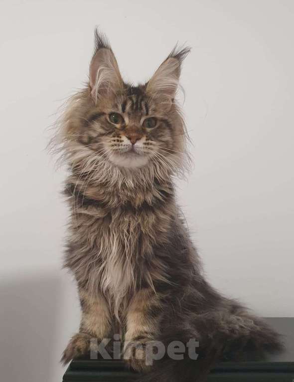 Кошки в Ейске: котята Мейн-Кун Девочка, 40 000 руб. - фото 1