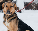 Собаки в Москве: особенный пёсик в поисках семьи Мальчик, Бесплатно - фото 1