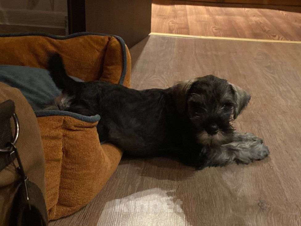 Собаки в Москве: Малыши цвергшнауцера перец с солью  Мальчик, 40 000 руб. - фото 4