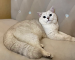 Кошки в Ульяновске: Вязка Мальчик, Бесплатно - фото 1