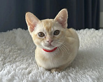Кошки в Москве: Бурма. Котенок. Девочка в редком окрасе. Девочка, 55 000 руб. - фото 5