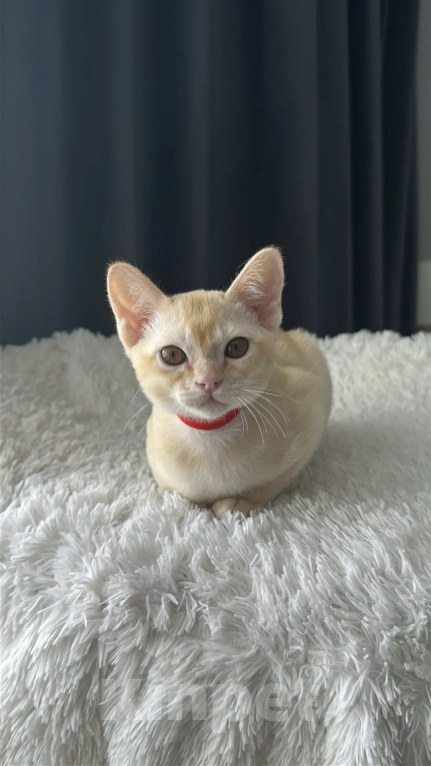 Кошки в Москве: Бурма. Котенок. Девочка в редком окрасе. Девочка, 55 000 руб. - фото 5