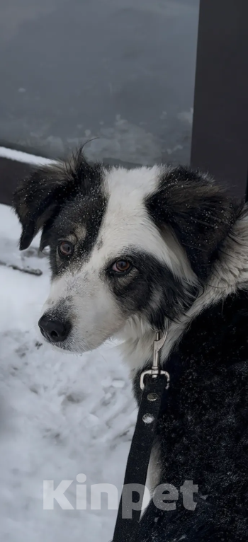 Собаки в Балашихе: Фенотип бордер-колли в добрые руки Девочка, Бесплатно - фото 5