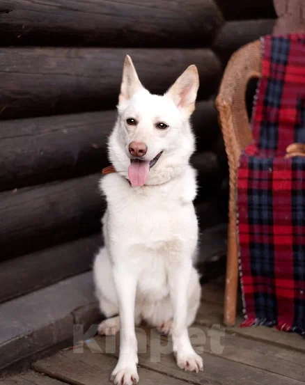 Собаки в Лосином-Петровском: Бэлла якутенок Девочка, Бесплатно - фото 8