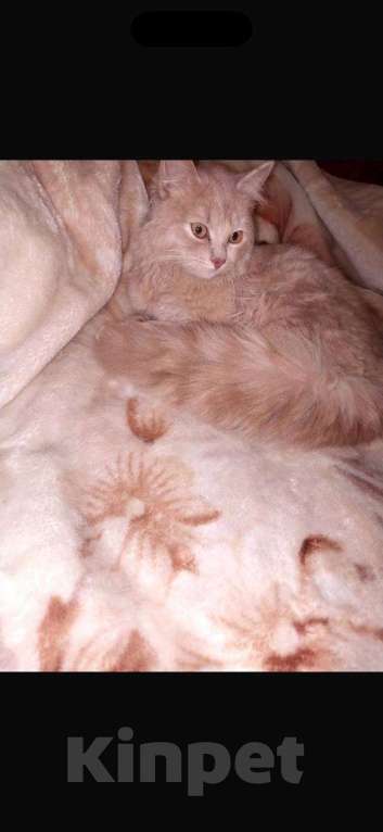 Кошки в Курске: потерялся котенок 8 месяцев,персикого цвета Мальчик, Бесплатно - фото 3