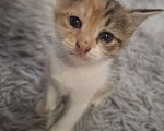 Кошки в Саратове: Котёнок Девочка, Бесплатно - фото 1
