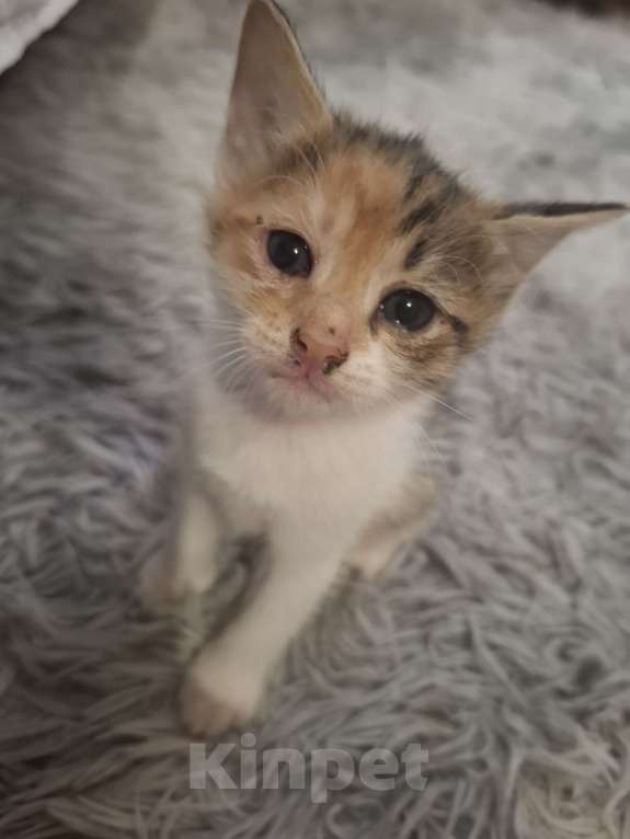 Кошки в Саратове: Котёнок Девочка, Бесплатно - фото 1