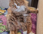Кошки в Казани: Отдам в добрые руки,бесплатно Девочка, Бесплатно - фото 2
