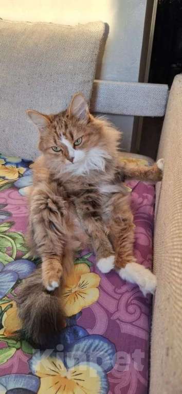 Кошки в Казани: Отдам в добрые руки,бесплатно Девочка, Бесплатно - фото 2