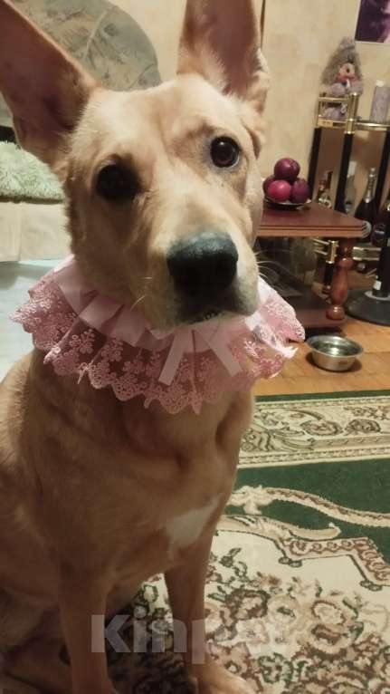 Собаки в Москве: Ищем добрые ручки Девочка, Бесплатно - фото 5