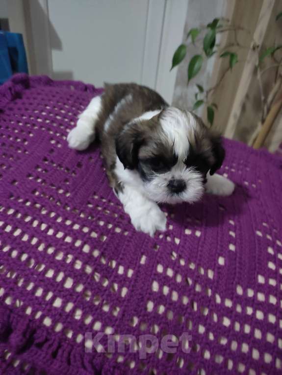 Собаки в Ступино: Продам щенков Ши-тцу девочки. Девочка, 40 000 руб. - фото 1