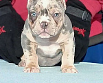 Собаки в Нижнем Новгороде: Американский Булли девочка  Девочка, Бесплатно - фото 1
