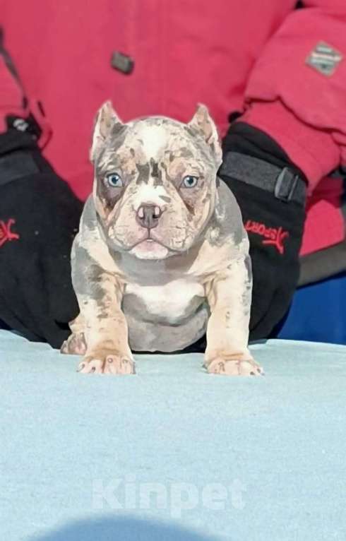 Собаки в Нижнем Новгороде: Американский Булли девочка  Девочка, Бесплатно - фото 1