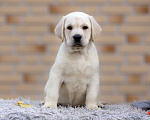 Собаки в других городах Московской области: Палевые щенки Лабрадора от Чемпиона Мира Девочка, 80 000 руб. - фото 2