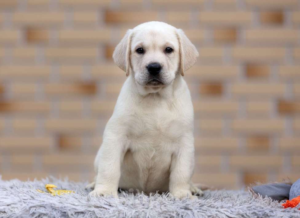 Собаки в других городах Московской области: Палевые щенки Лабрадора от Чемпиона Мира Девочка, 80 000 руб. - фото 2