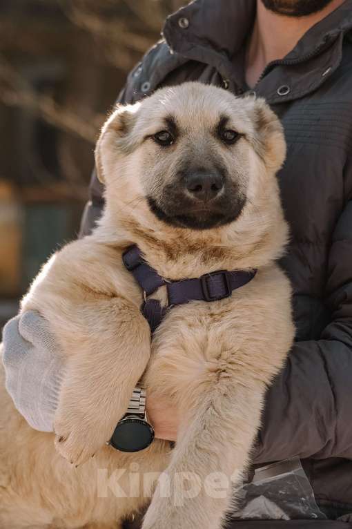 Собаки в Санкт-Петербурге: Мишель из приюта в добрые руки Девочка, Бесплатно - фото 7