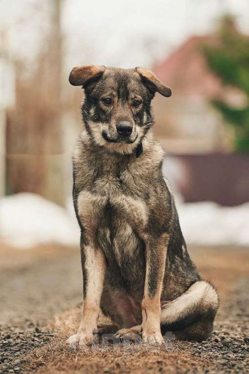 Собаки в Лосином-Петровском: Джед валентинка в добрые руки Мальчик, Бесплатно - фото 8