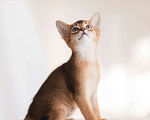 Кошки в Орле: Абиссинские котята Девочка, 25 000 руб. - фото 3