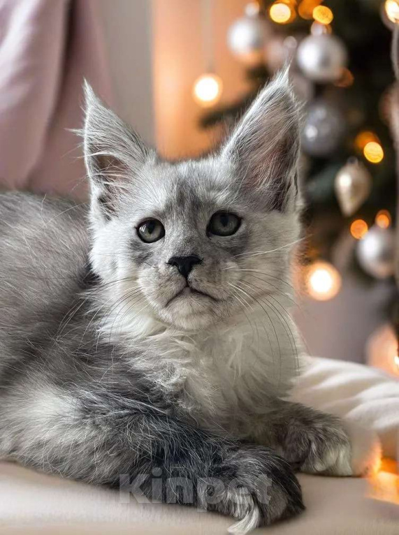Кошки в Москве: Пушистый ангел для вашего новогоднего настроения Девочка, 100 000 руб. - фото 9