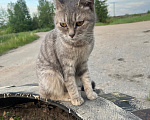 Кошки в Могоче: Кошечка в добрые руки Девочка, Бесплатно - фото 1