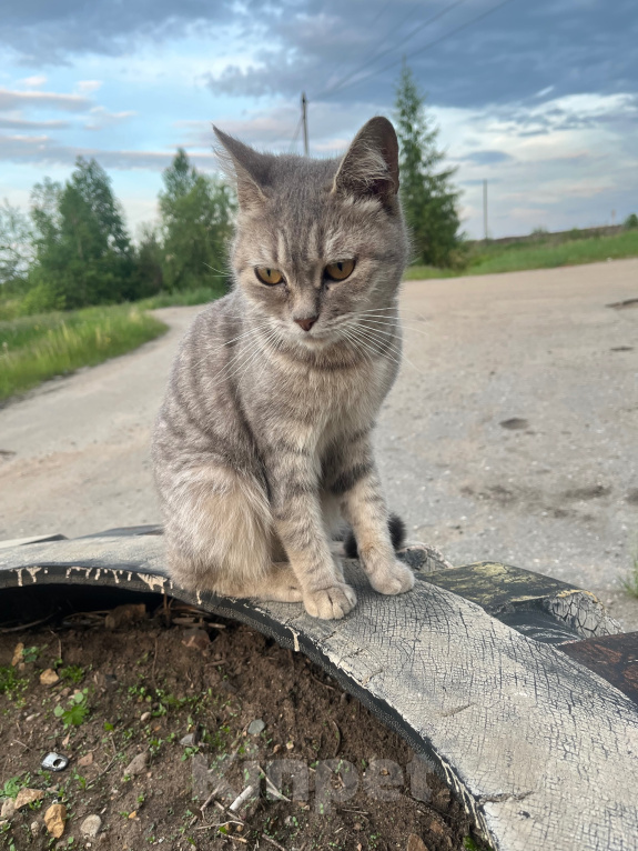 Кошки в Могоче: Кошечка в добрые руки Девочка, Бесплатно - фото 1