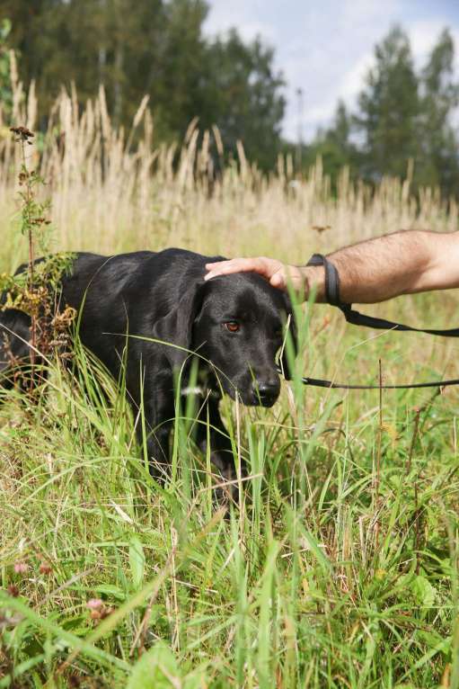 Собаки в Москве: Берта Девочка, Бесплатно - фото 5