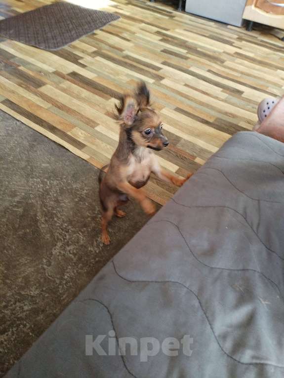 Собаки в Кыштыме: Продается Русский той щенок Мальчик, 25 000 руб. - фото 2