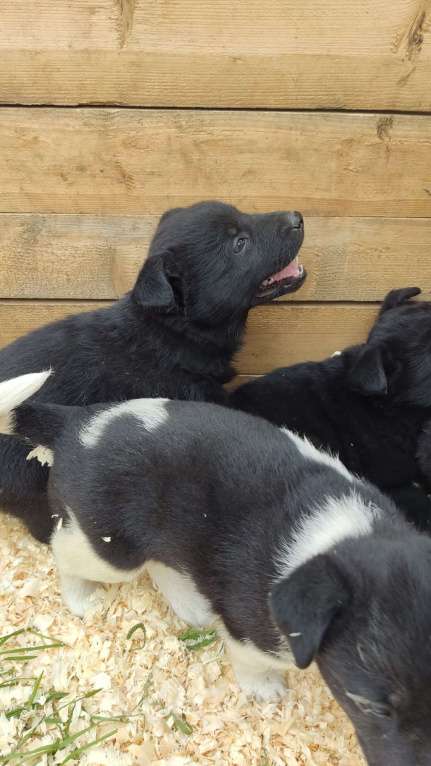 Собаки в Санкт-Петербурге: Отдам щенка бесплатно Девочка, Бесплатно - фото 3