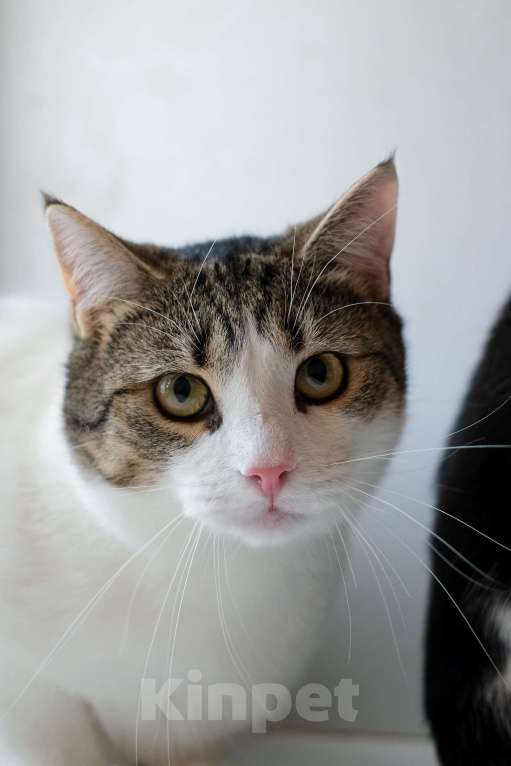 Кошки в Санкт-Петербурге: Тëма из приюта в добрые руки Мальчик, Бесплатно - фото 6