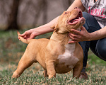 Собаки в Твери: Щенок Американского булли, регистрация ABKC Мальчик, 200 000 руб. - фото 4