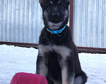 Собаки в других городах Краснодарского края: Щенки Восточноевропейской овчарки  Девочка, 60 000 руб. - фото 8