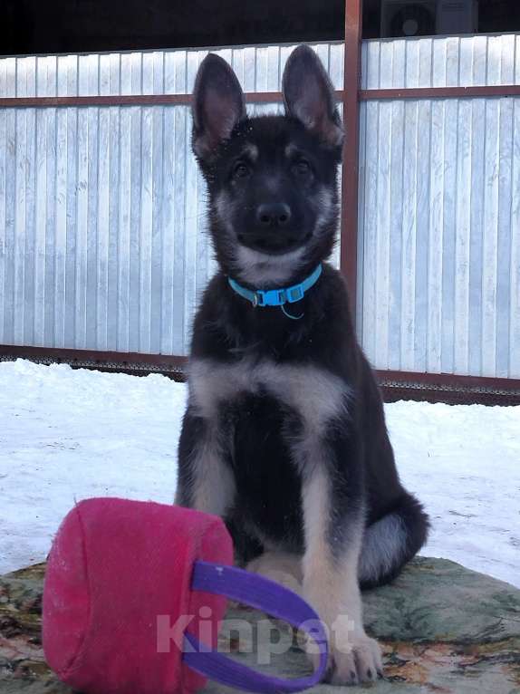Собаки в других городах Краснодарского края: Щенки Восточноевропейской овчарки  Девочка, 60 000 руб. - фото 8