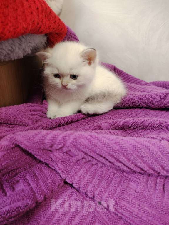 Кошки в Бору: Британская золотая шиншилла Мальчик, 40 000 руб. - фото 6