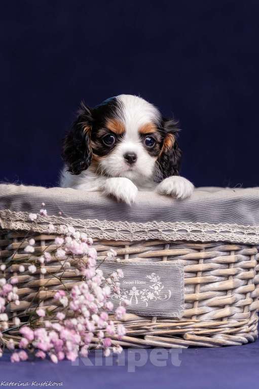 Собаки в Москве: Девочка триколор Девочка, Бесплатно - фото 4