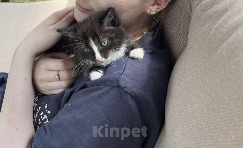 Кошки в других городах Московской области: Котенок в добрые руки Мальчик, Бесплатно - фото 2