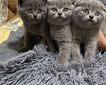 Кошки в Туле: Британские котята  Девочка, 10 000 руб. - фото 1