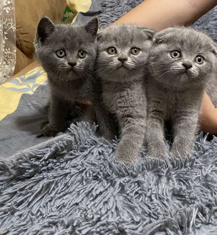 Кошки в Туле: Британские котята  Девочка, 10 000 руб. - фото 1