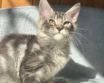 Кошки в Челябинске: 🔥🔥🔥КОТЕНОК МЕЙН-КУН ПОЛИДАКТ ПИТОМНИК 🔥🔥🔥 Мальчик, 40 000 руб. - фото 8