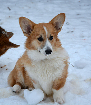 Альмаре Феа Баркарола